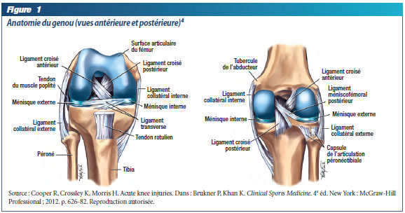 Anatomie genou : Douleur genou