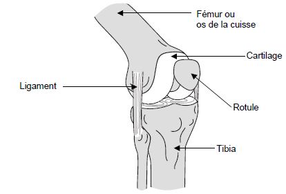 Arthroplastie genou : Articulation du genou