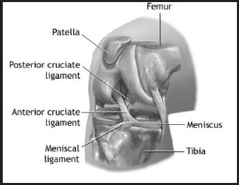 Anatomie du genou