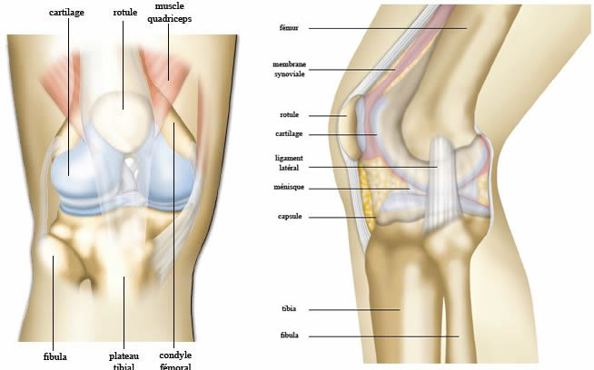 Anatomie du genou