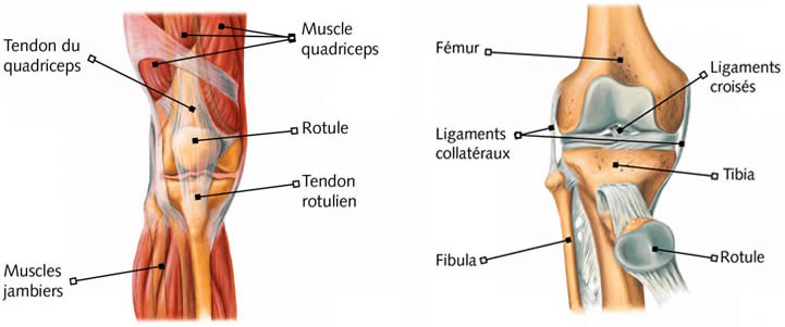 Anatomie du genou