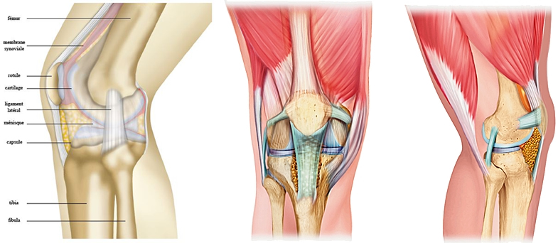 Articulation du genou