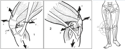 Articulation genou Articulation genou