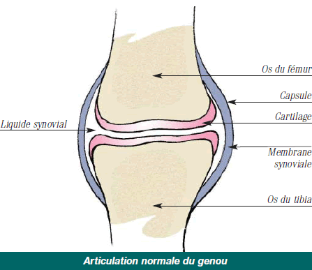 Articulation du genou