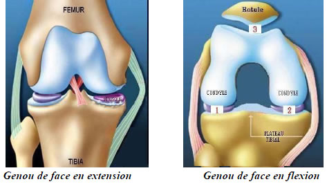 Articulation du genou