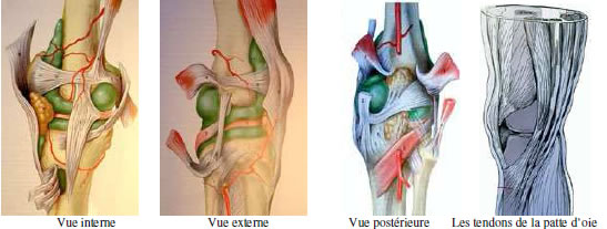 Qu'est-ce que le genou