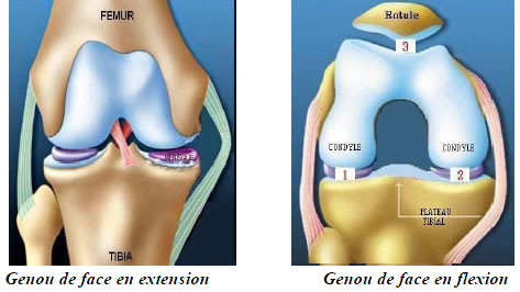 Articulation du genou Articulation du genou